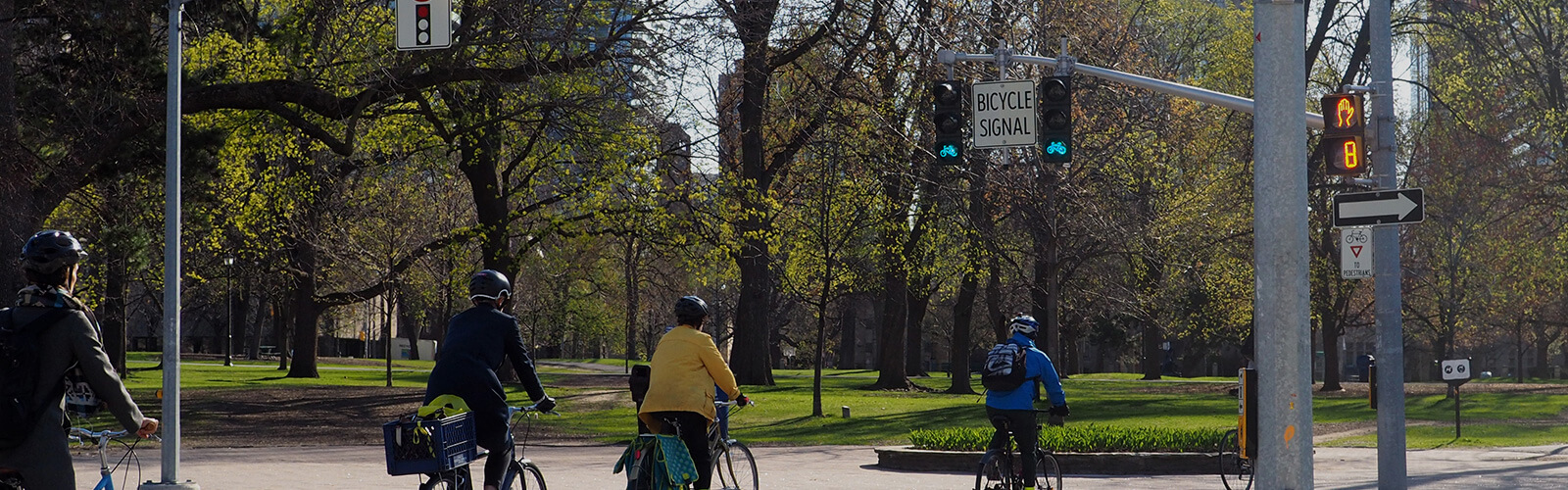 Four cyclists pedal across Queen's Park Crescent West toward Queen's Park, at a bicycle traffic light. The park ahead of them is lush and green. Highrise buildings poke through from behind the budding spring trees in the park.