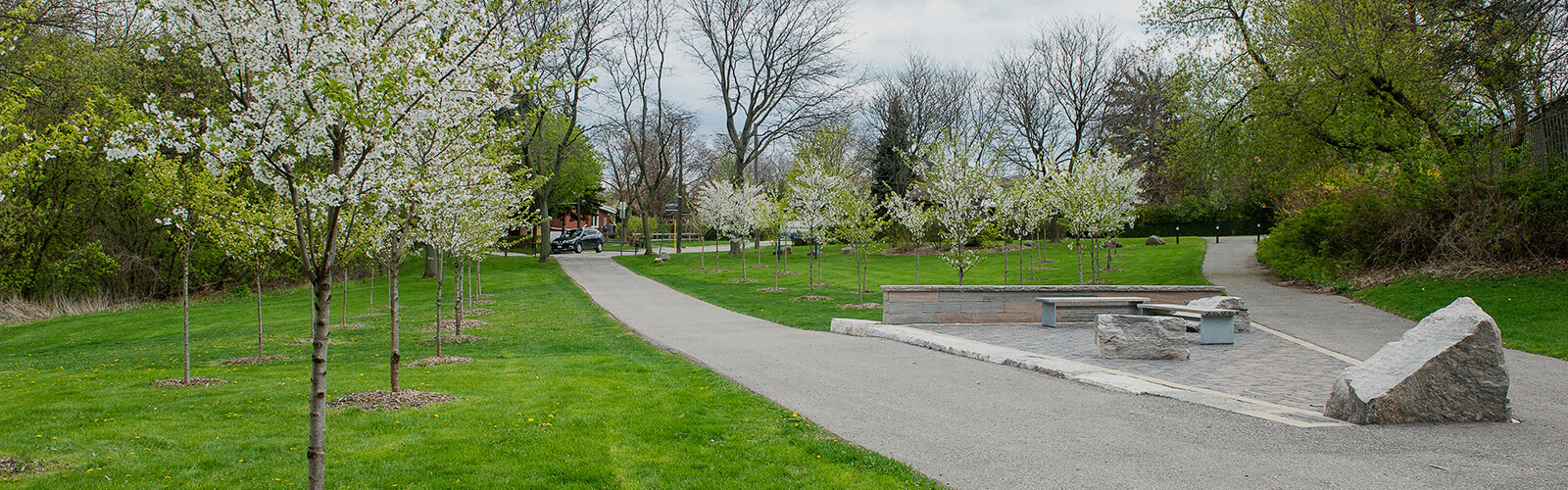 Flowering trees along a paved path at the entrance to Birkdale Ravine