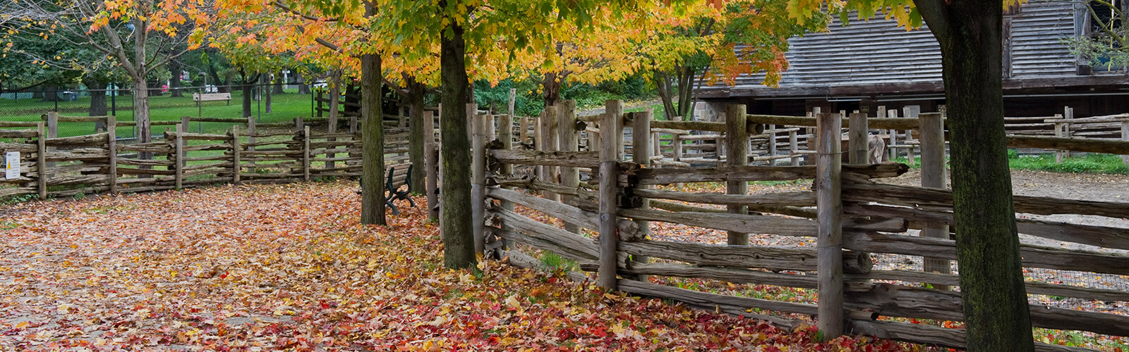 Wooden fences surround animal enclosures at Riverdale Farm. The ground is covered in colourful fall leaves that have fallen from the surrounding trees.