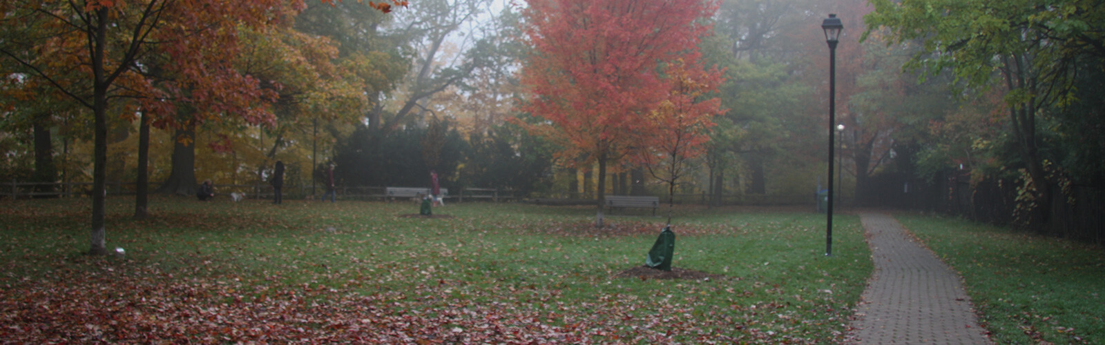 Craigleigh Gardens on a foggy fall day with a cobblestone path running through it. The groud is covered in colourful fall leaves that have fallen from the surrounding trees. Someone can be seen walking their dog in the distance.