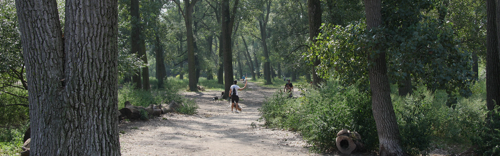 Wide sandy path leads from the foreground into the background. It winds through a wooded area with very tall lush trees and other shrubs and greenery. A man walks with his dog and waves to someone else on the path.