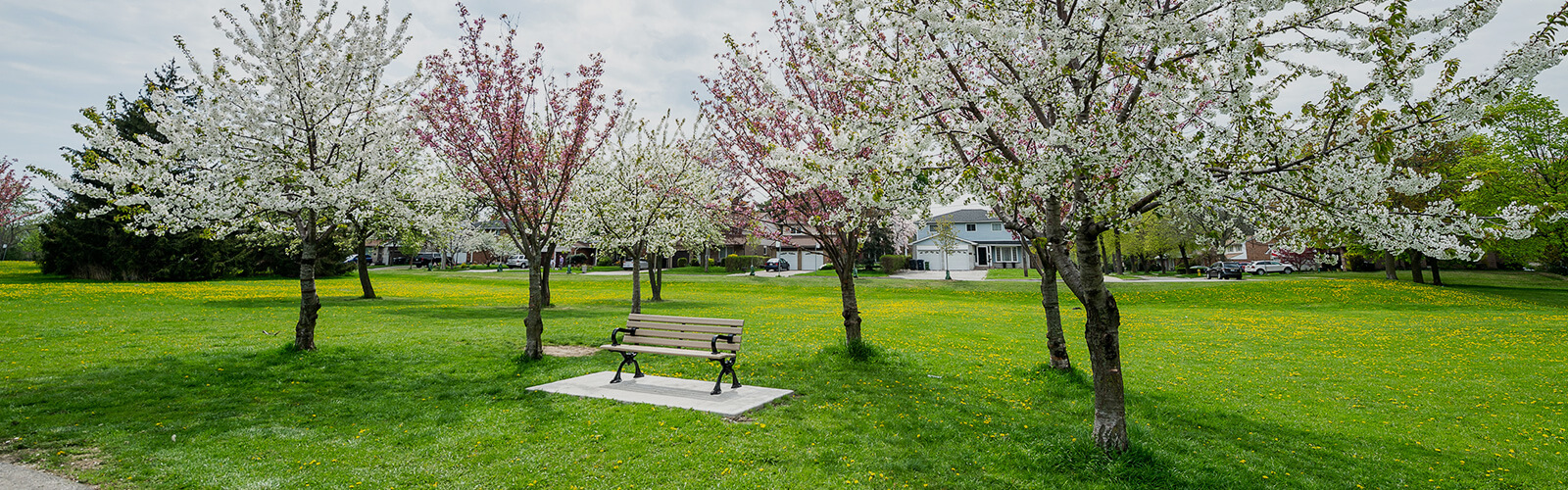 Maintained lawn with several white and pink blooming trees behind a beige park bench.