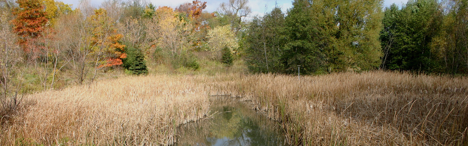 A fall scene with a swamp in the foreground lined with lush trees and greenery in the background.