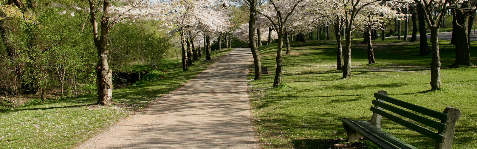 Cherry blossom trees in bloom at High Park.