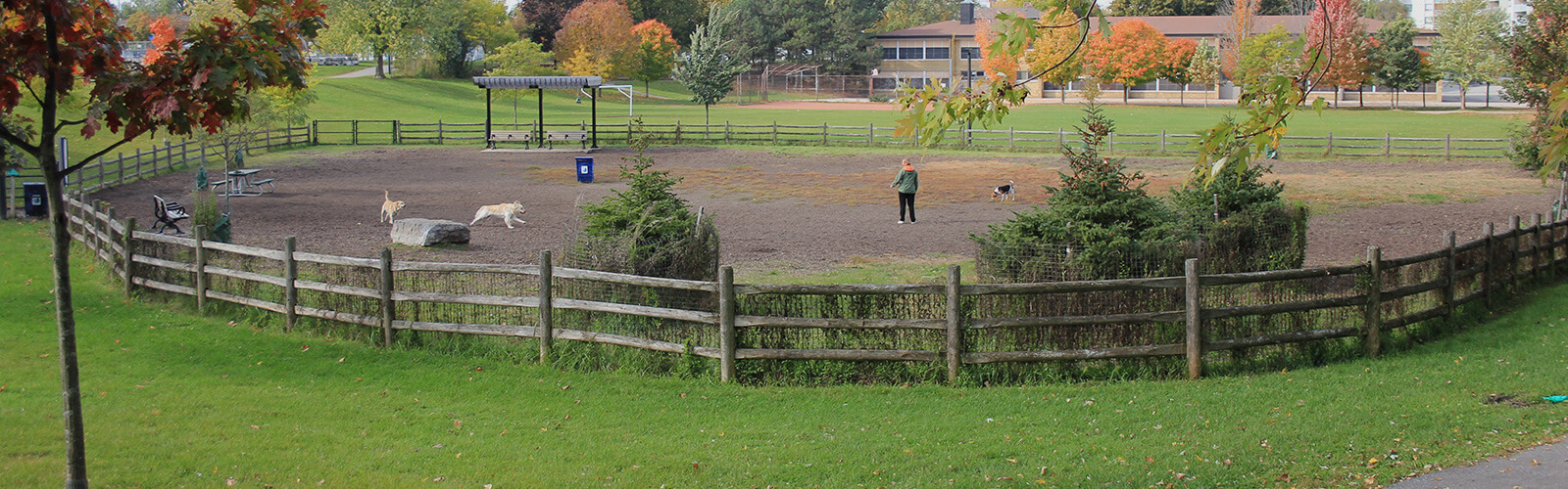 A fenced off-leash dog park surrounded by a maintained green lawn. Several dogs running around inside and a person keeping watch. Beyond that, is a baseball diamond and school yard. Lush fall trees and greenery are scattered throughout.